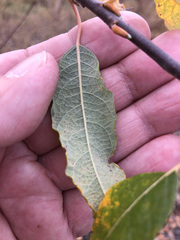 Salix bebbiana