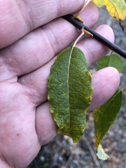 Salix bebbiana