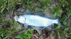 Megalops cyprinoides