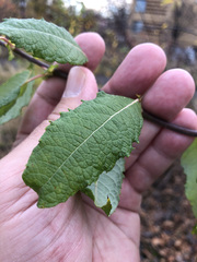 Salix bebbiana