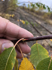 Salix bebbiana