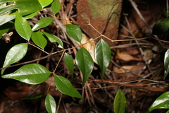 Syzygium luehmannii