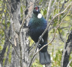 Prosthemadera novaeseelandiae