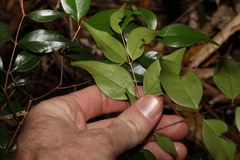 Syzygium luehmannii