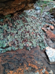 Plagiochasma rupestre