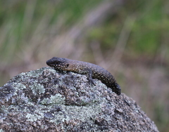 Egernia cunninghami