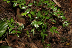 Syzygium luehmannii