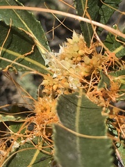 Cuscuta californica