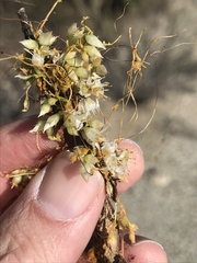 Cuscuta californica