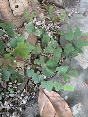 Ampelopsis glandulosa hancei