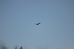Corvus