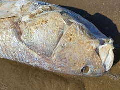 Sciaenops ocellatus
