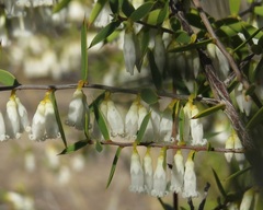 Styphelia biflora
