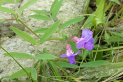 Lathyrus palustris pilosus