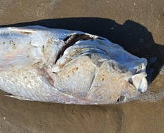 Sciaenops ocellatus
