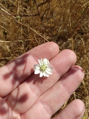 Hemizonia congesta luzulifolia