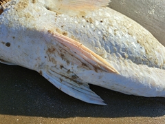 Sciaenops ocellatus