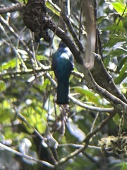 Trogon viridis