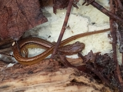 Eurycea chamberlaini