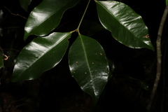 Syzygium crebrinerve