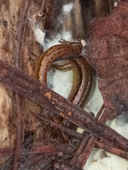 Eurycea chamberlaini