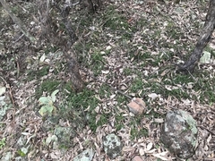 Acrotriche serrulata