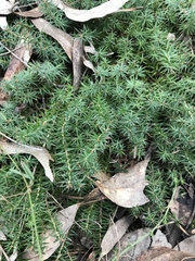 Acrotriche serrulata