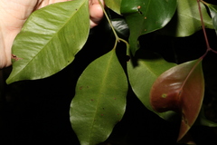 Syzygium crebrinerve