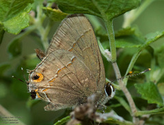 Electrostrymon hugon