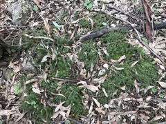 Acrotriche serrulata