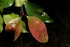 Syzygium crebrinerve