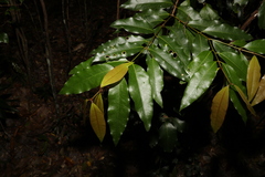 Cinnamomum oliveri