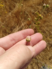 Hemizonia congesta luzulifolia