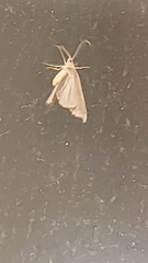 Erannis tiliaria