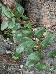 Celtis tetrandra