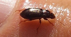 Selenophorus