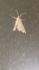 Erannis tiliaria