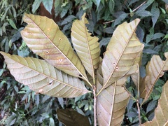 Lithocarpus kawakamii