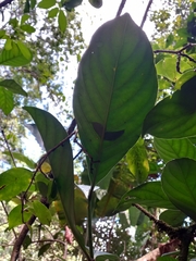Psychotria cupularis
