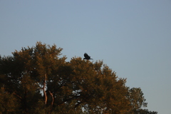 Corvus brachyrhynchos