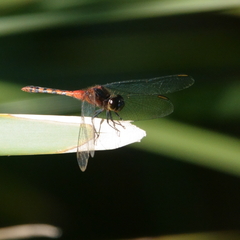 Diplacodes melanopsis