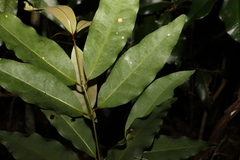 Cinnamomum oliveri
