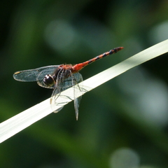 Diplacodes melanopsis