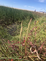 Plantago coronopus