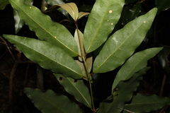 Cinnamomum oliveri
