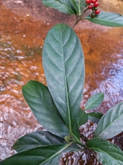 Psychotria cupularis