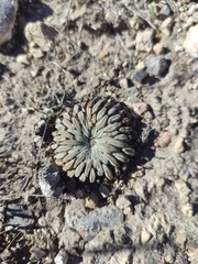 Pelecyphora aselliformis