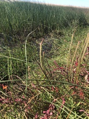 Plantago coronopus