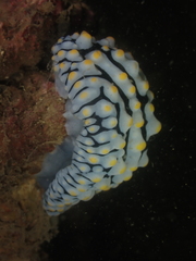 Phyllidia varicosa