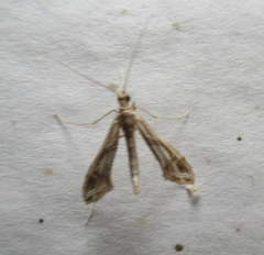 Lineodes integra